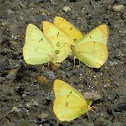 Cloudless Sulphur