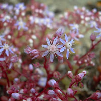 Sedum di 