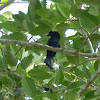 Greater racket-tailed drongo