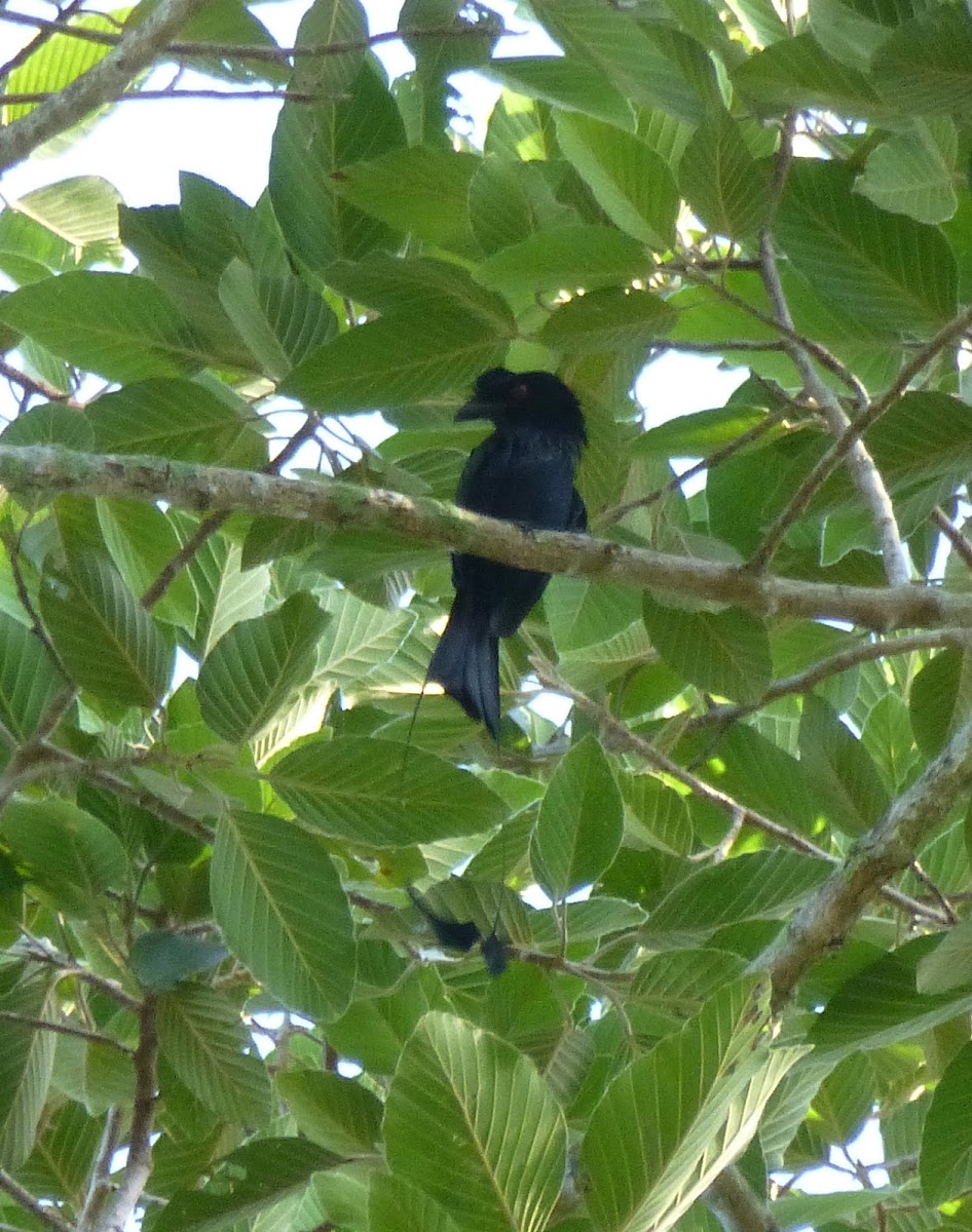 Greater racket-tailed drongo