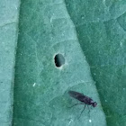 unidentified fly