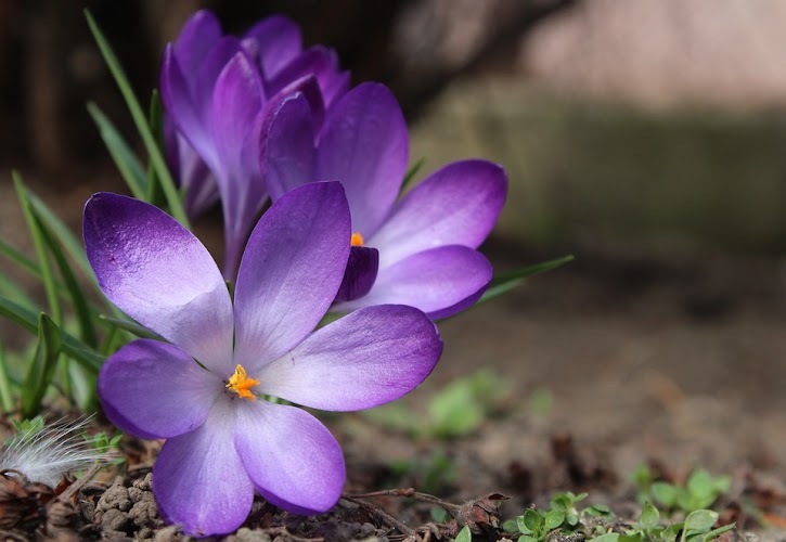 Dlaczego szafran (krokus) jest tak cenny? Właściwości