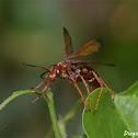 Tachypompilus sp.