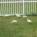 American White Ibis