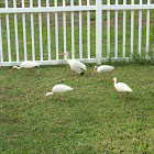 American White Ibis