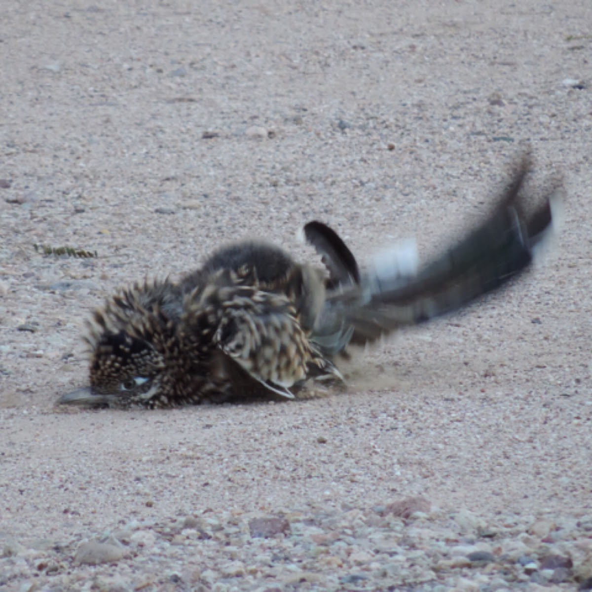 Greater Roadrunner