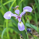 Wild iris