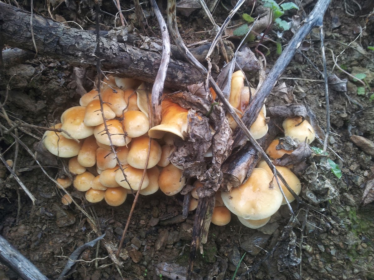 Hypholoma Sp?