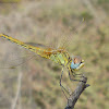 Red-veined darter (female)