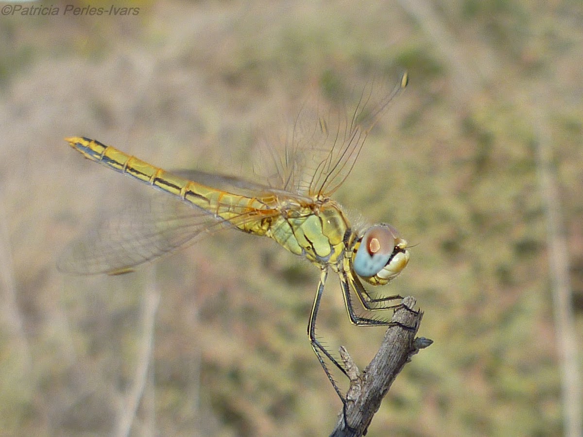 Red-veined darter (female)