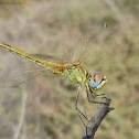 Red-veined darter (female)