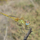 Red-veined darter (female)