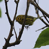 Prairie warbler