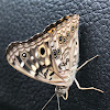 Hackberry emperor butterfly