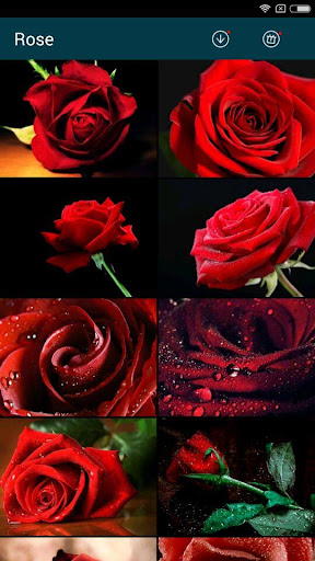 免費下載個人化APP|Beautiful Rose Wallpapers app開箱文|APP開箱王