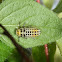 Fungus-eating ladybird larva & adult