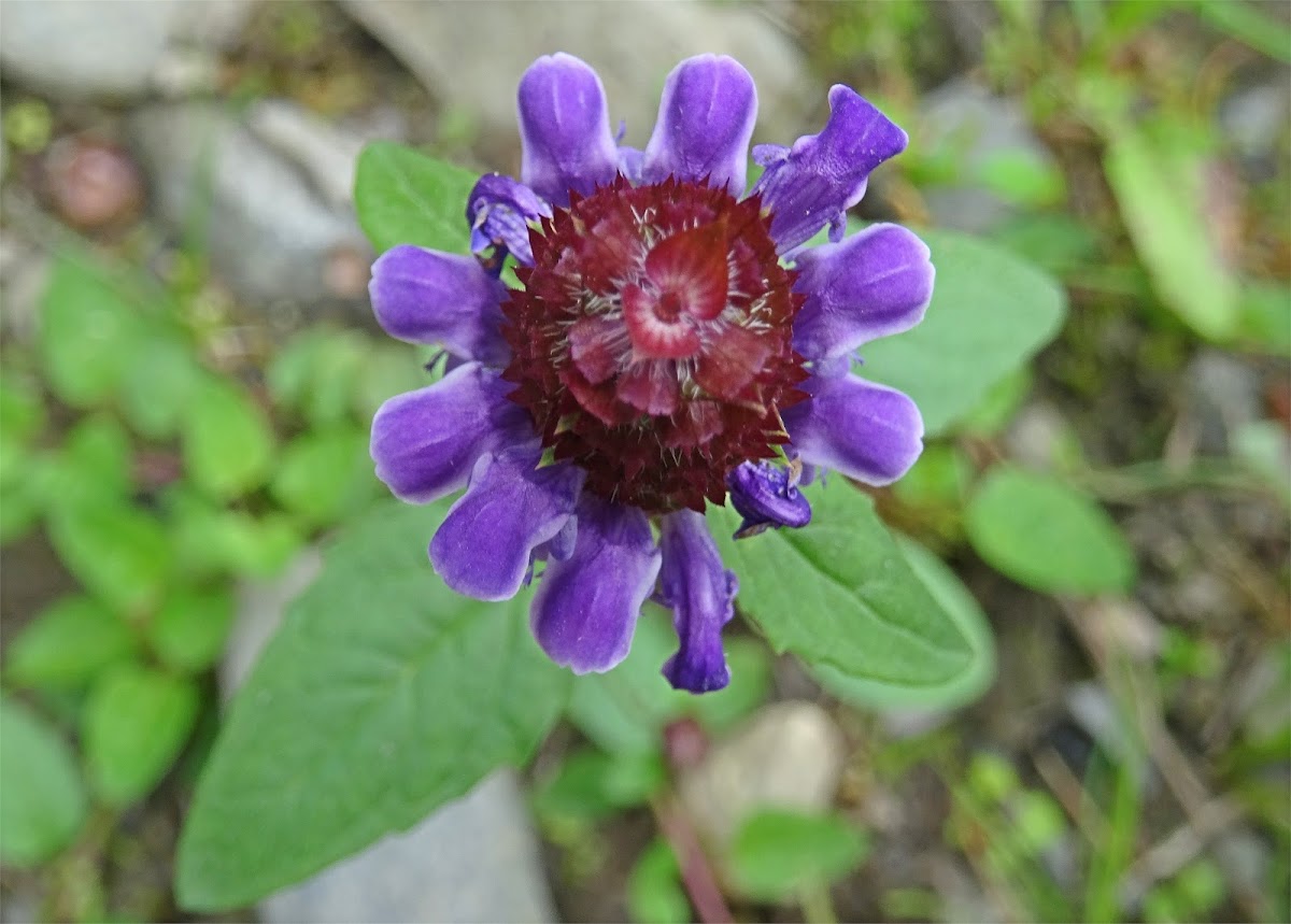 Self-heal