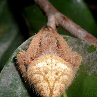 Orb-weaver spider