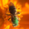 metallic green sweat bee