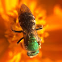 metallic green sweat bee