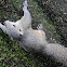 Grey squirrel