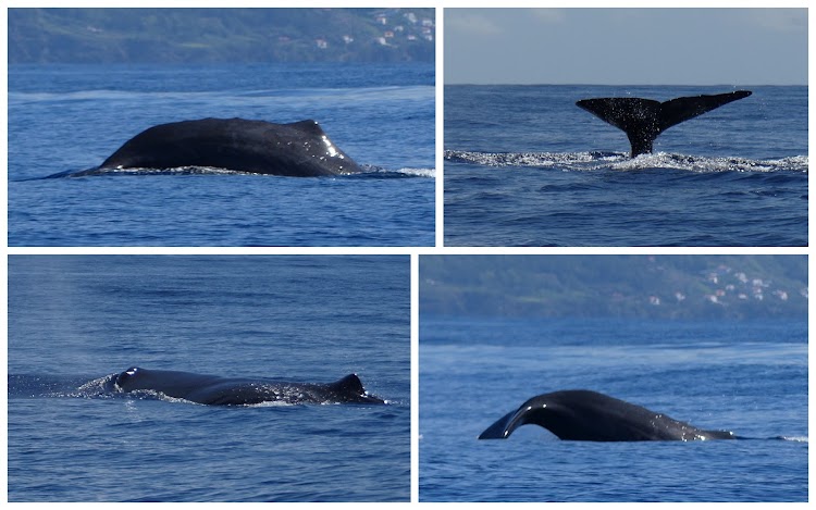 AZORES, 5 ISLAS POR UN PELO: PICO, SÃO JORGE, FAIAL, FLORES Y CORVO - Blogs de Portugal - PICO: BALLENAS Y LAGUNAS (6)