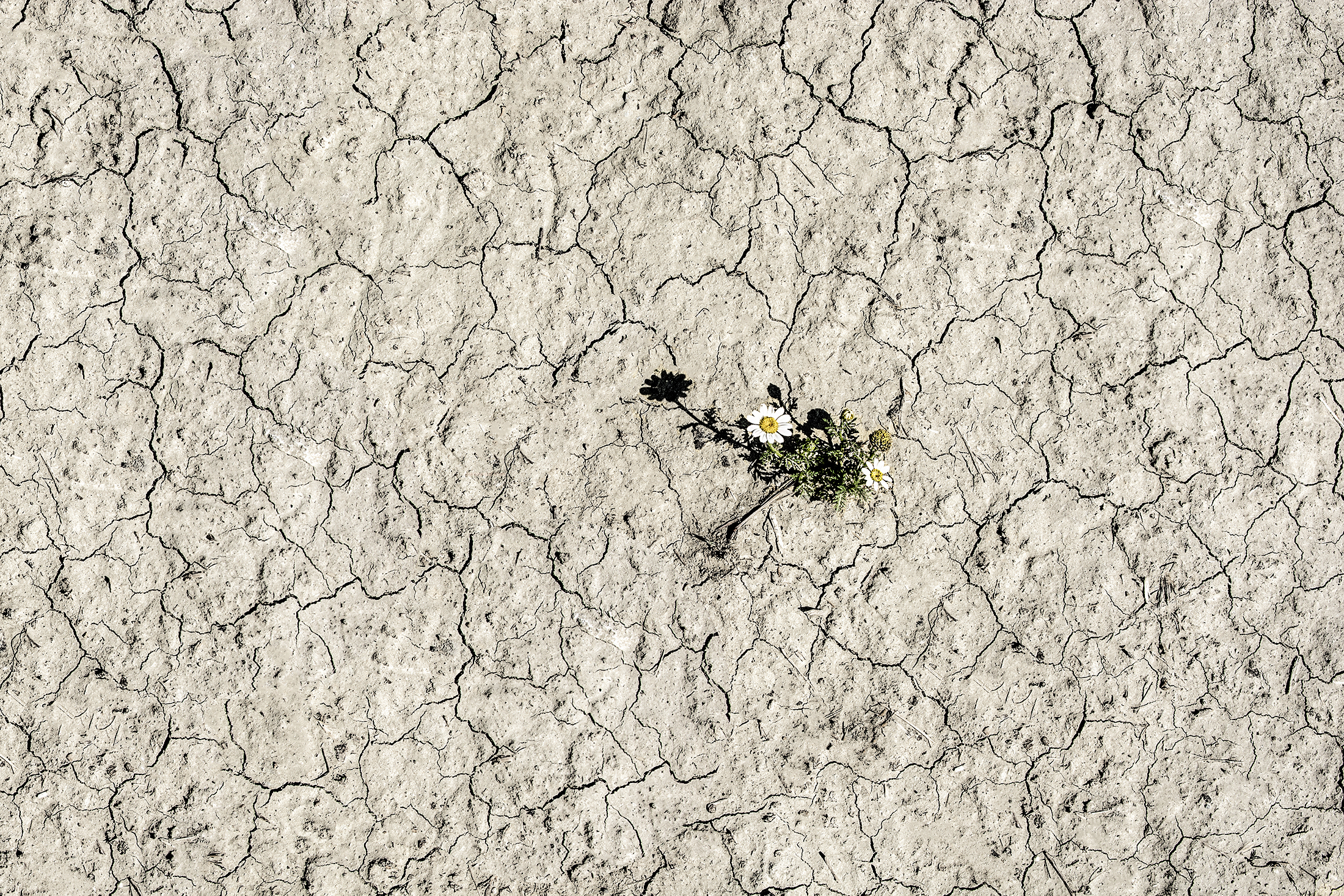 Un fiore nell'arida Terra di Adri-Mugna