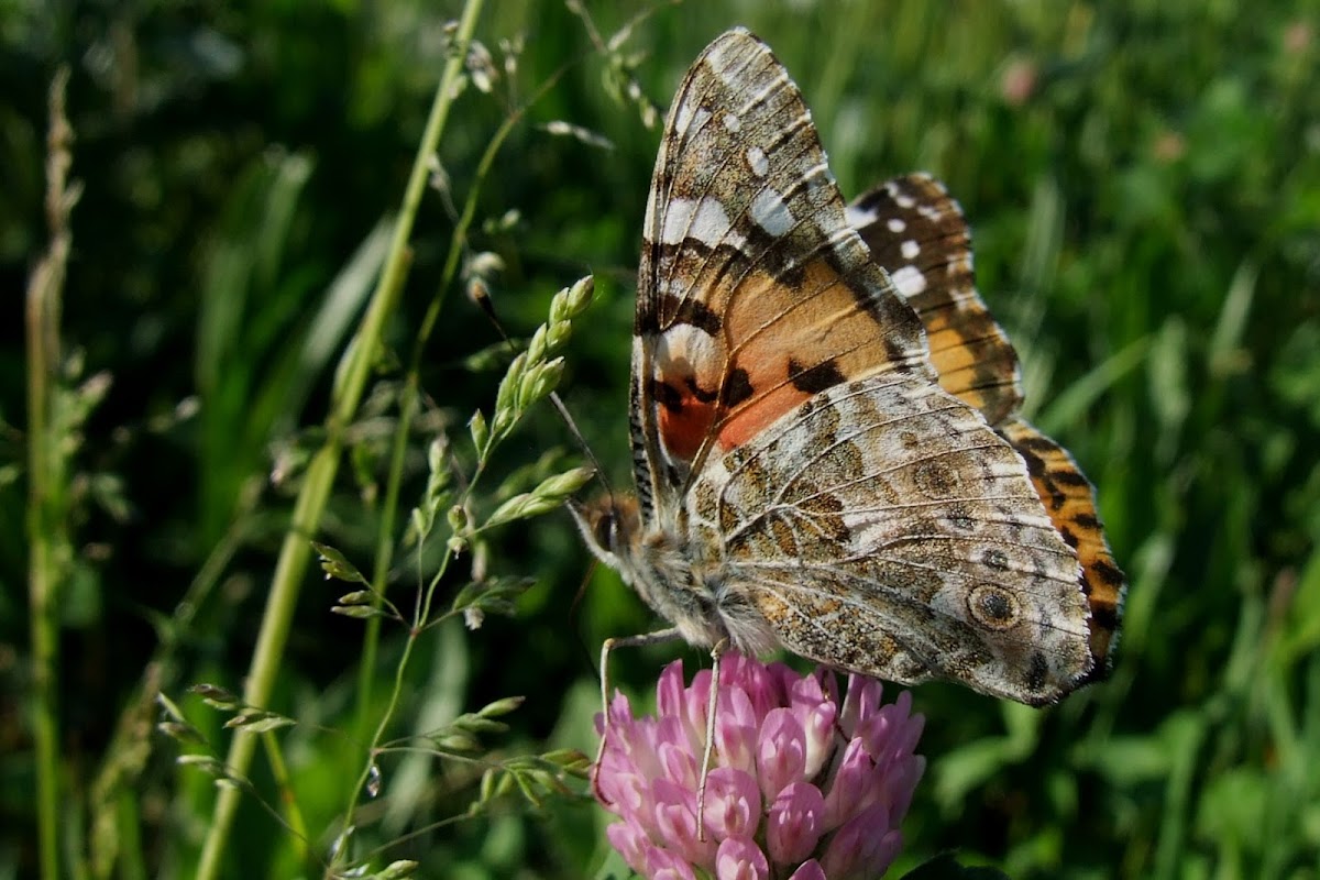 Painted Lady