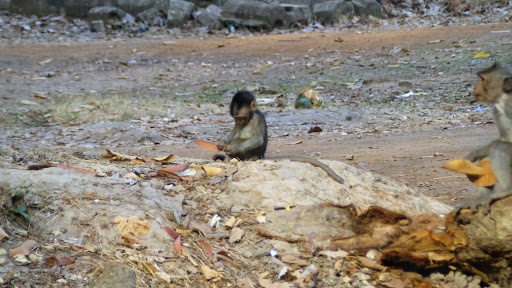 Monkey Morning in Cambodia 2016