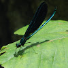 Ebony jewelwing (male)