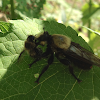 bumble bee mimic robber fly