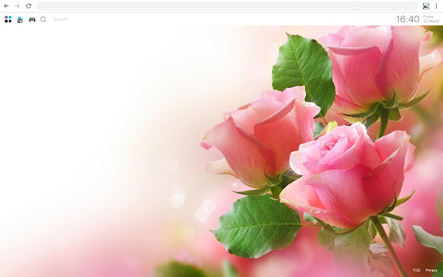 Pink Rose Wallpapers HD Best New Tab