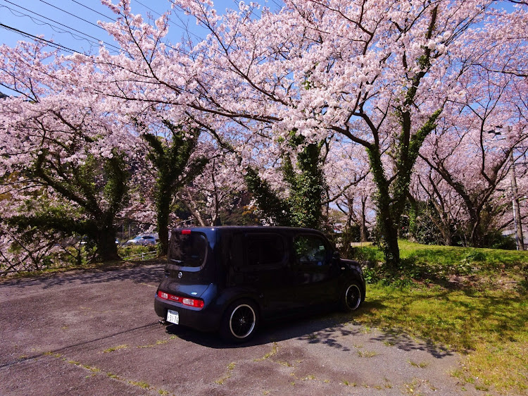 ゆーやさんが投稿した桜と愛車に関するカスタム事例の投稿画像2枚目