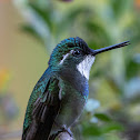 White-throated Mountain Gem (male)