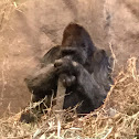 Gorilla