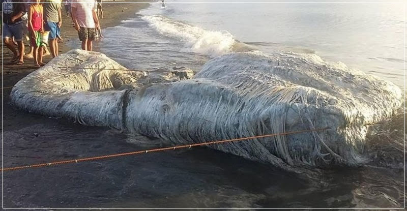 Globsters: quando monstros marinhos encalham nas praias