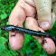 Reg-legged salamander