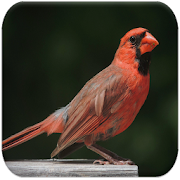 Cardinal bird sounds  Icon