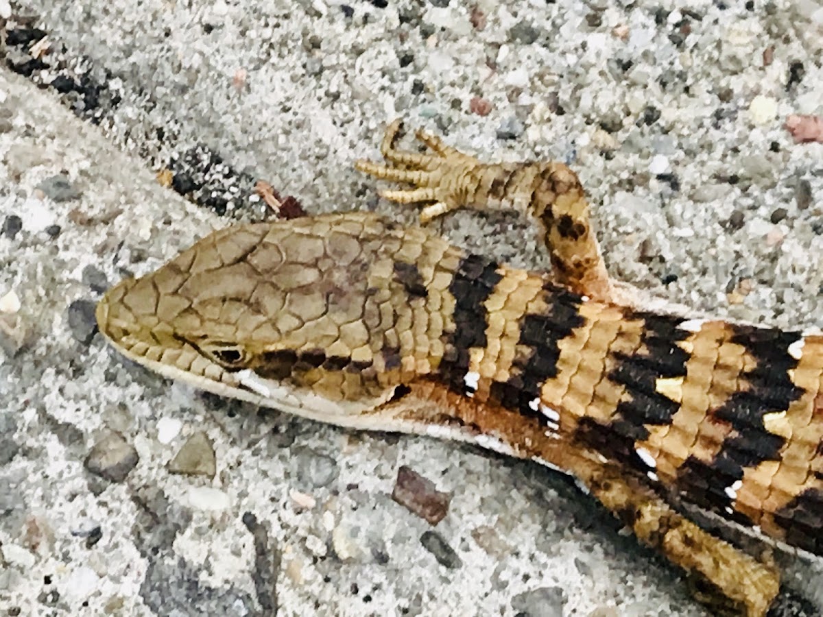 Southern Alligator lizard