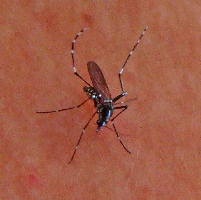 Asian tiger mosquito