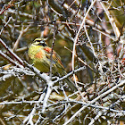 Cirl Bunting