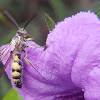 Yellow Hairy Flower Wasp