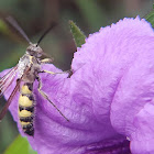 Yellow Hairy Flower Wasp
