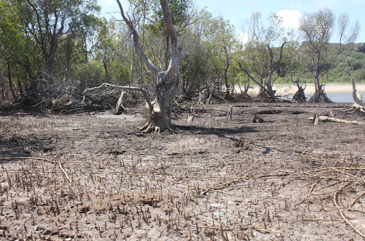 Destruction de la mangrove le long du delta du fleuve Tana en raison de l'érosion côtière @ Peter Gitau