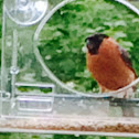 Eurasian Bullfinch