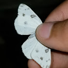 checkered white