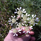 Mediterranean hartwort