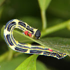 Geometrid caterpillar