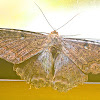 Black Witch Moth/Mariposa de la Muerte Ascalapha odorata, Male