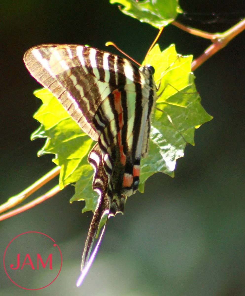 Zebra Swallowtail Butterfly